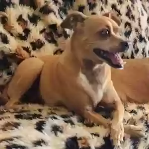 lost female dog princess leah