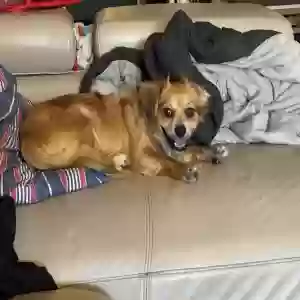 lost male dog leo