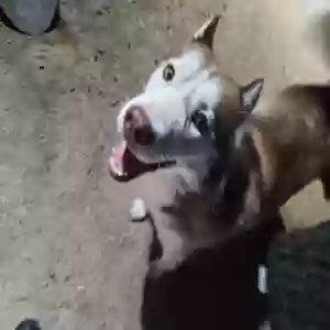 lost female dog honey