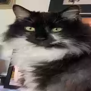 lost female cat salina