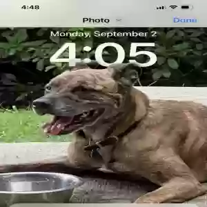 lost male dog willard