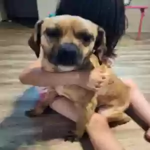 lost female dog sandy