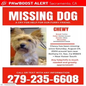 lost male dog chewy