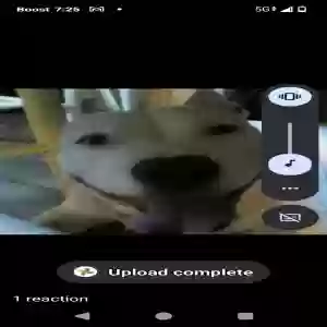 lost female dog happy