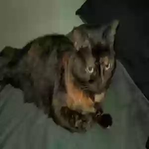 lost female cat chloe