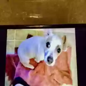 lost male dog louie