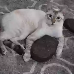 lost male cat turbo