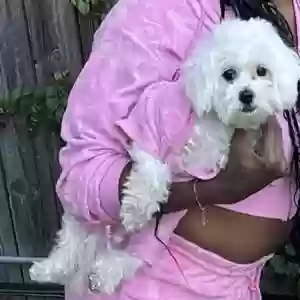 lost female dog khloe