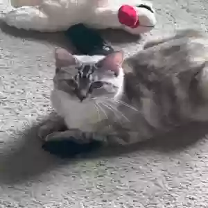 lost female cat meo-meow