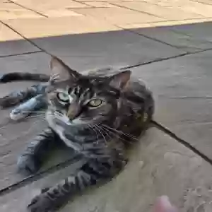 lost female cat felicity