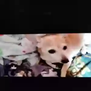 lost female dog milly