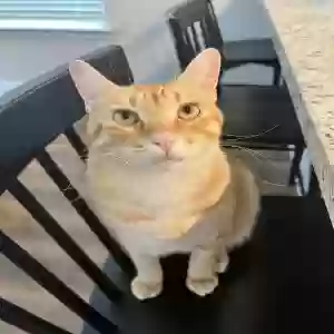 lost male cat carrot