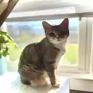 lost female cat beast