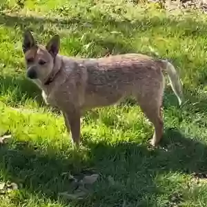 lost female dog charissa