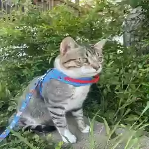 lost male cat georgie (chochin)