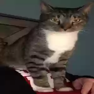 lost male cat thor