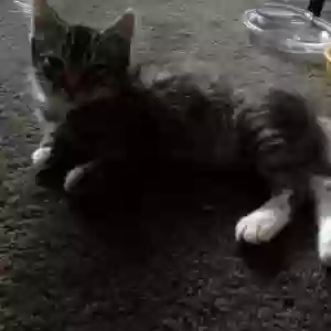 lost male cat boo