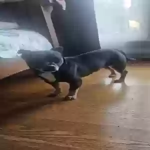 found male dog unknown