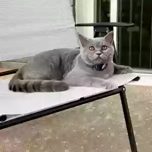 lost male cat blake