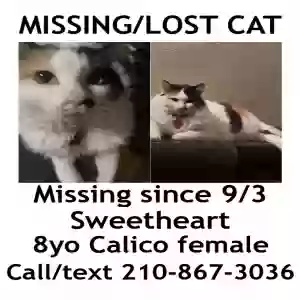 lost female cat sweetheart