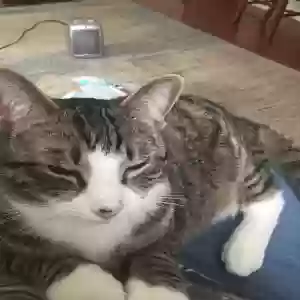 lost male cat phoenix