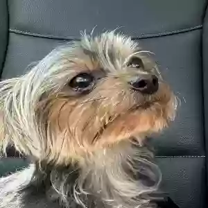 lost female dog stella