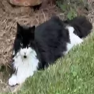 lost female cat nugget