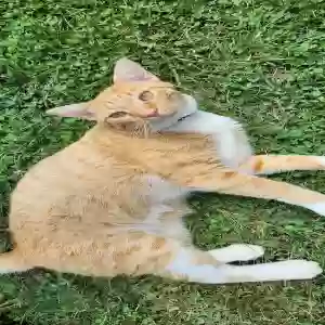 lost male cat leo
