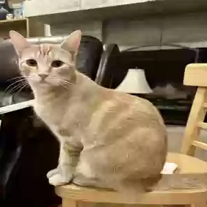 lost female cat belle