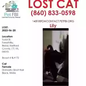 lost female cat lily