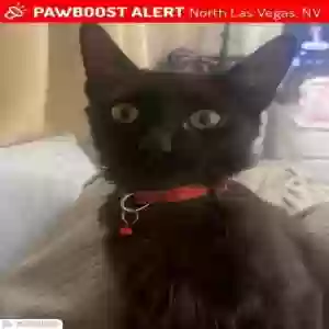 lost male cat chispi