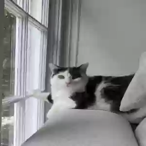 lost female cat pistachio