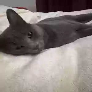 lost male cat jameson