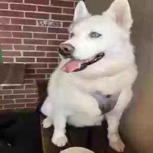 lost male dog apollo