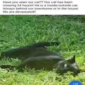 lost male cat spooky