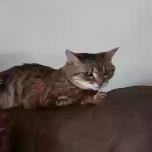 lost female cat pandora