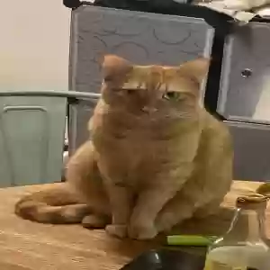 lost male cat yuan bao