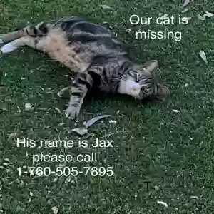 lost male cat jax