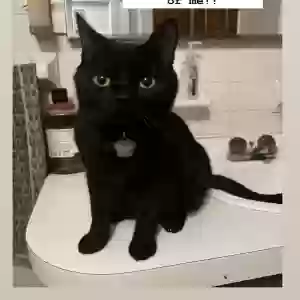 lost male cat beans