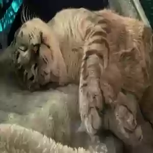 lost male cat cupid