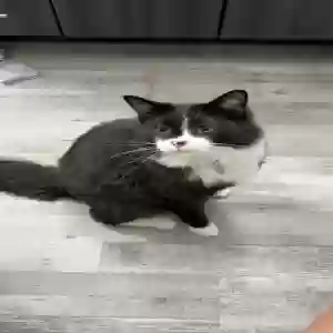 lost male cat monty