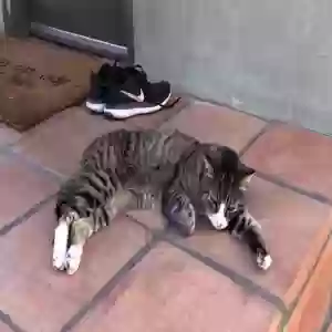 lost female cat blakely