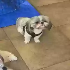lost male dog benji