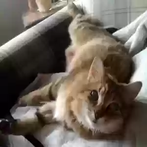 lost male cat mr pickles