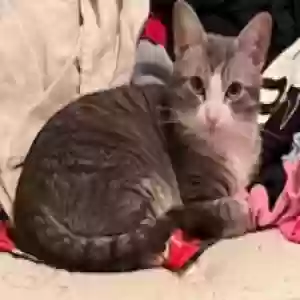 lost female cat bootsie -lynn