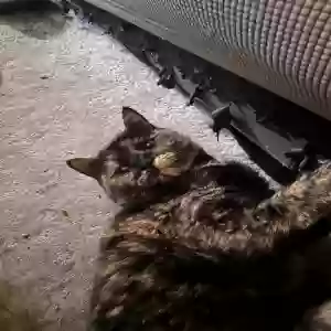 lost female cat corona