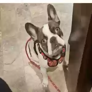 lost male dog duke