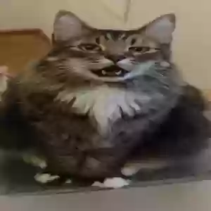 lost male cat chewbacca
