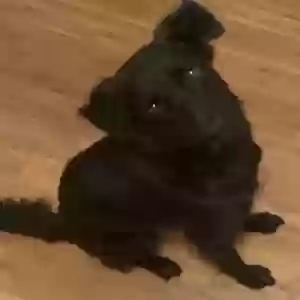 lost female dog firulaisa
