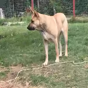 lost female dog ella